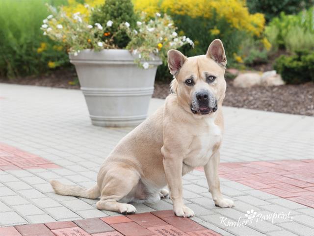 SMOKEY, Adoptable, Adult Male American Bulldog & Mixed Breed.