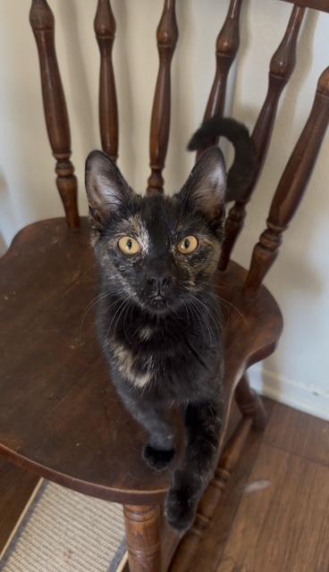 Charlotte (7.5 months), Adoptable, Young Female Domestic Short Hair.