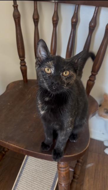 Charlotte (7.5 months), a Adoptable Domestic Short Hair in Los Angeles, CA image 2/4