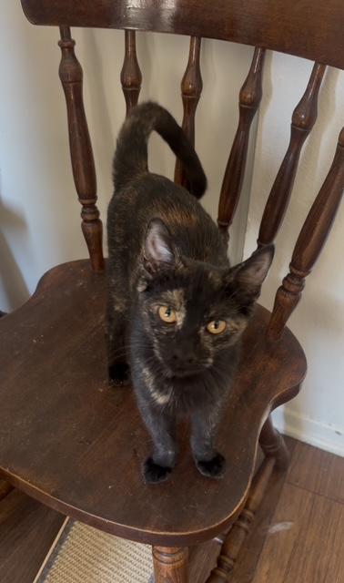 Charlotte (7.5 months), a Adoptable Domestic Short Hair in Los Angeles, CA image 3/4