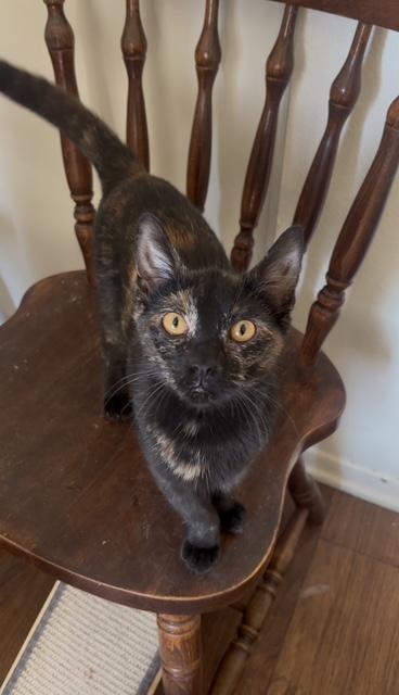 Charlotte (7.5 months), a Adoptable Domestic Short Hair in Los Angeles, CA image 4/4