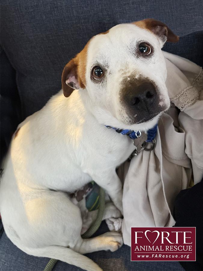 Enlarge Carlos, a ADOPTABLE mixed breed in Marina Del Rey, CA image 4/5