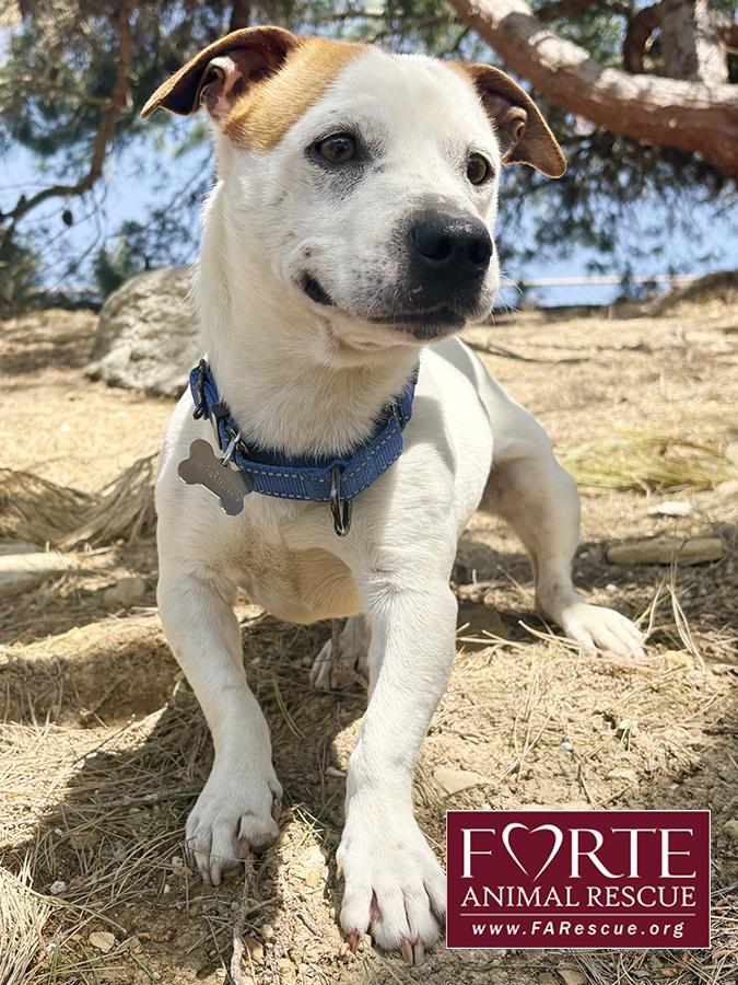 Enlarge Carlos, a ADOPTABLE mixed breed in Marina Del Rey, CA image 1/5