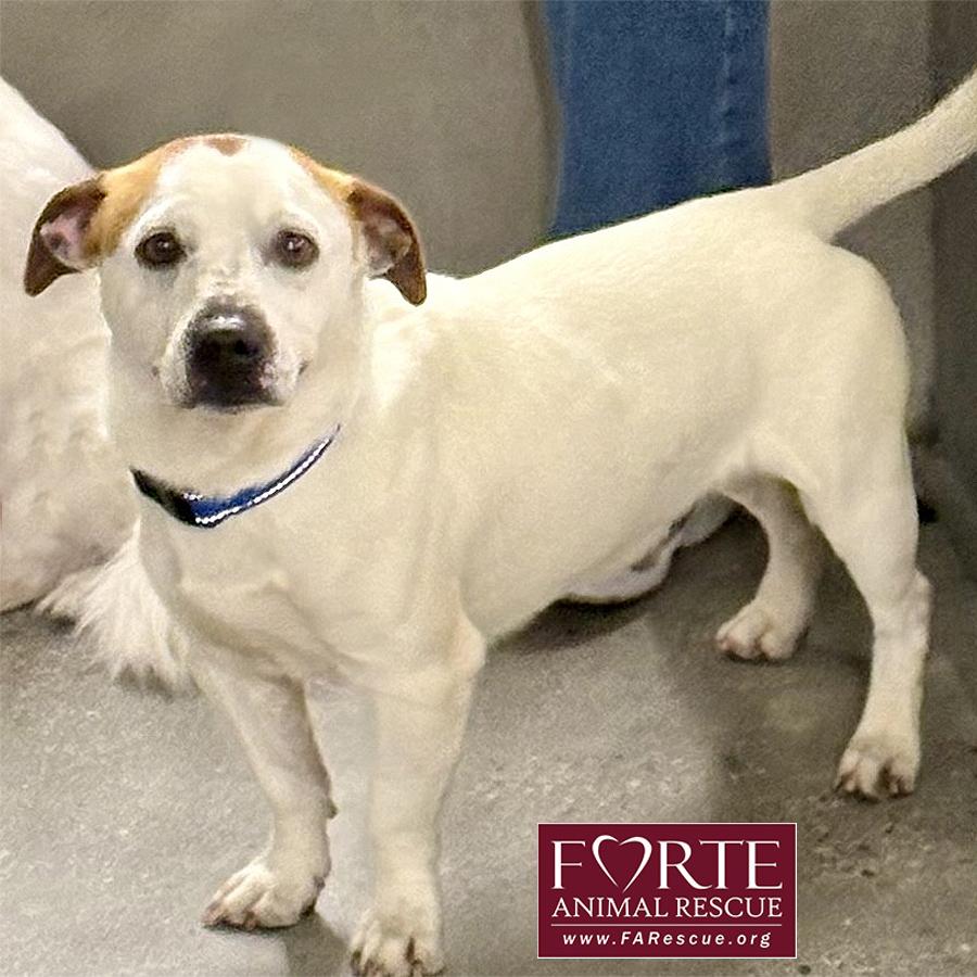 Enlarge Carlos, a ADOPTABLE mixed breed in Marina Del Rey, CA image 2/5