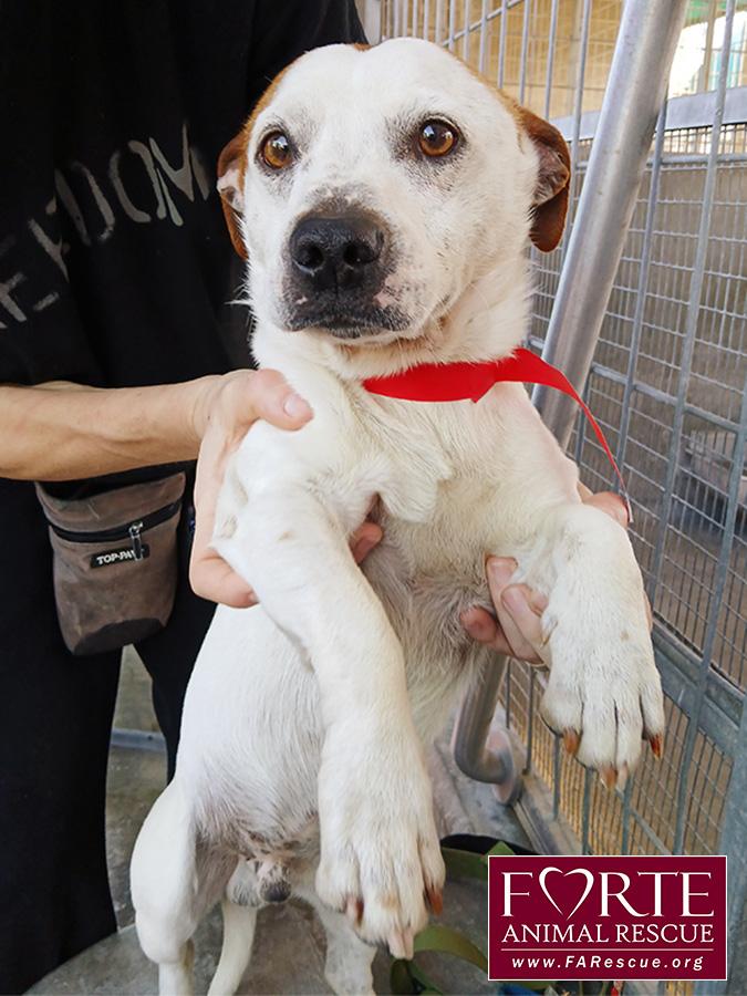 Enlarge Carlos, a ADOPTABLE mixed breed in Marina Del Rey, CA image 5/5