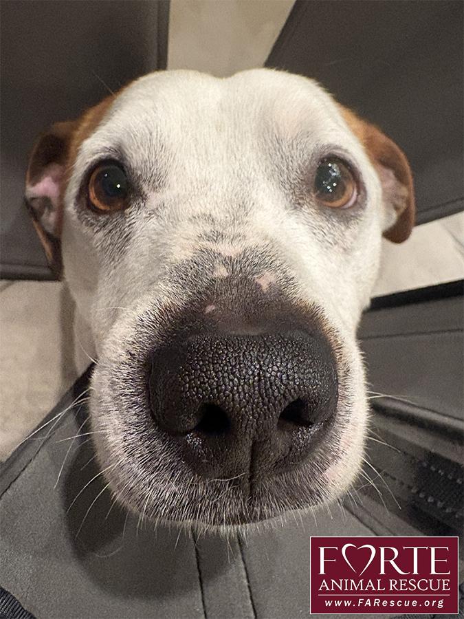 Enlarge Carlos, a ADOPTABLE mixed breed in Marina Del Rey, CA image 3/5