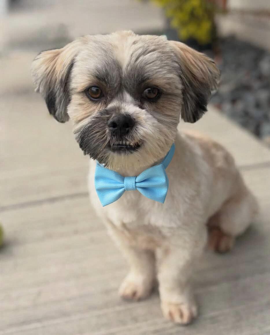 Champ, ADOPTABLE, Young Male Shih Tzu.