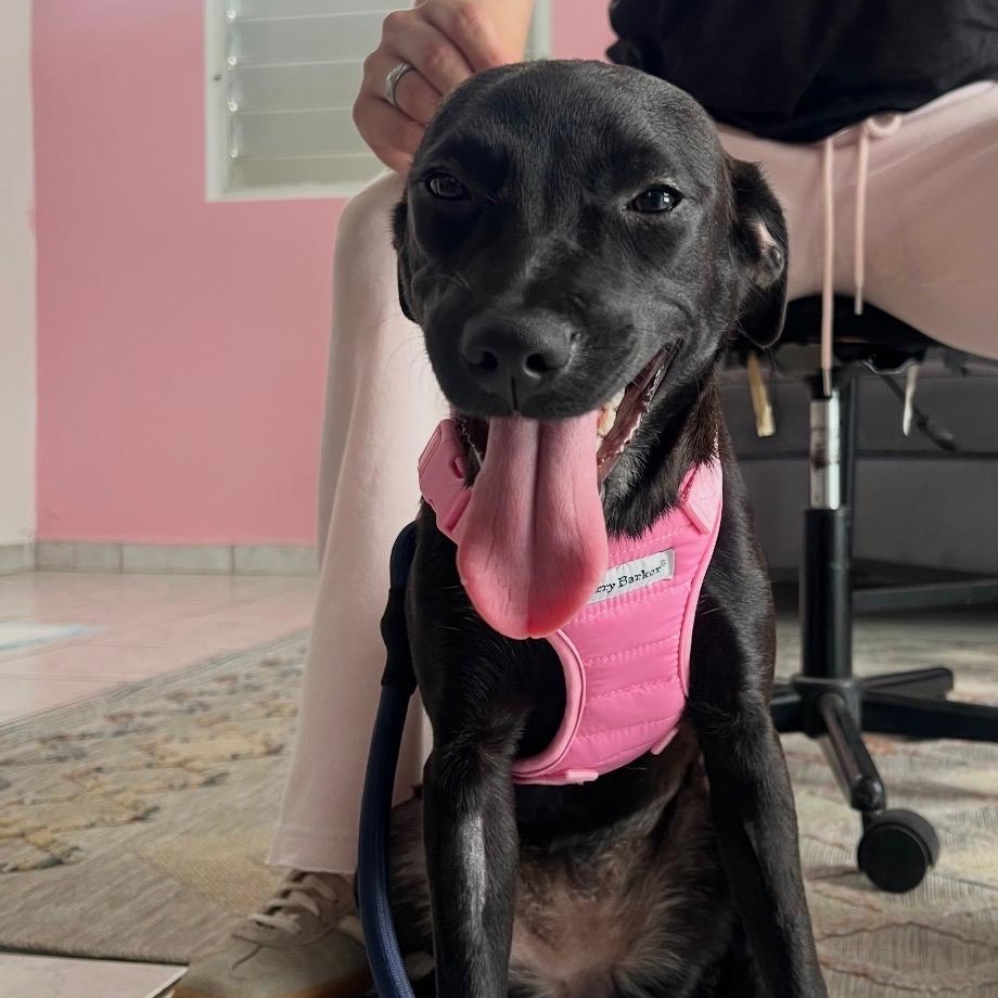 Luna - The Street Dog Turned Soul Dog, a Adoptable mixed breed in Boston, MA image 1/6