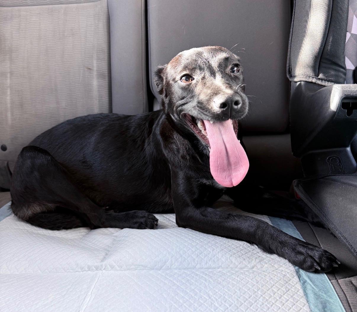 Luna - The Street Dog Turned Soul Dog, a Adoptable mixed breed in Boston, MA image 3/6