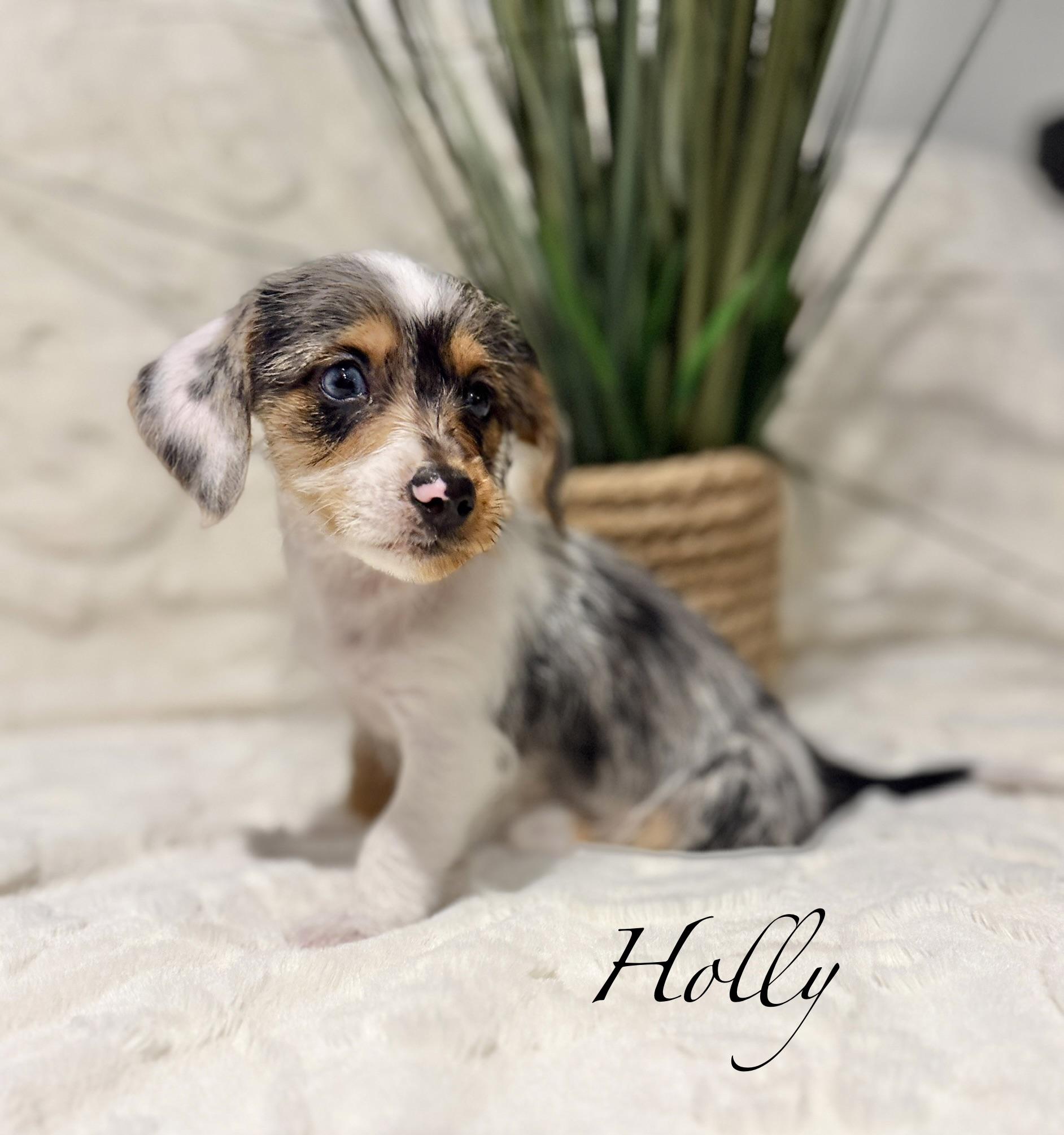 Enlarge Holly, an adopted mixed breed in Hales corners, WI image 3/3