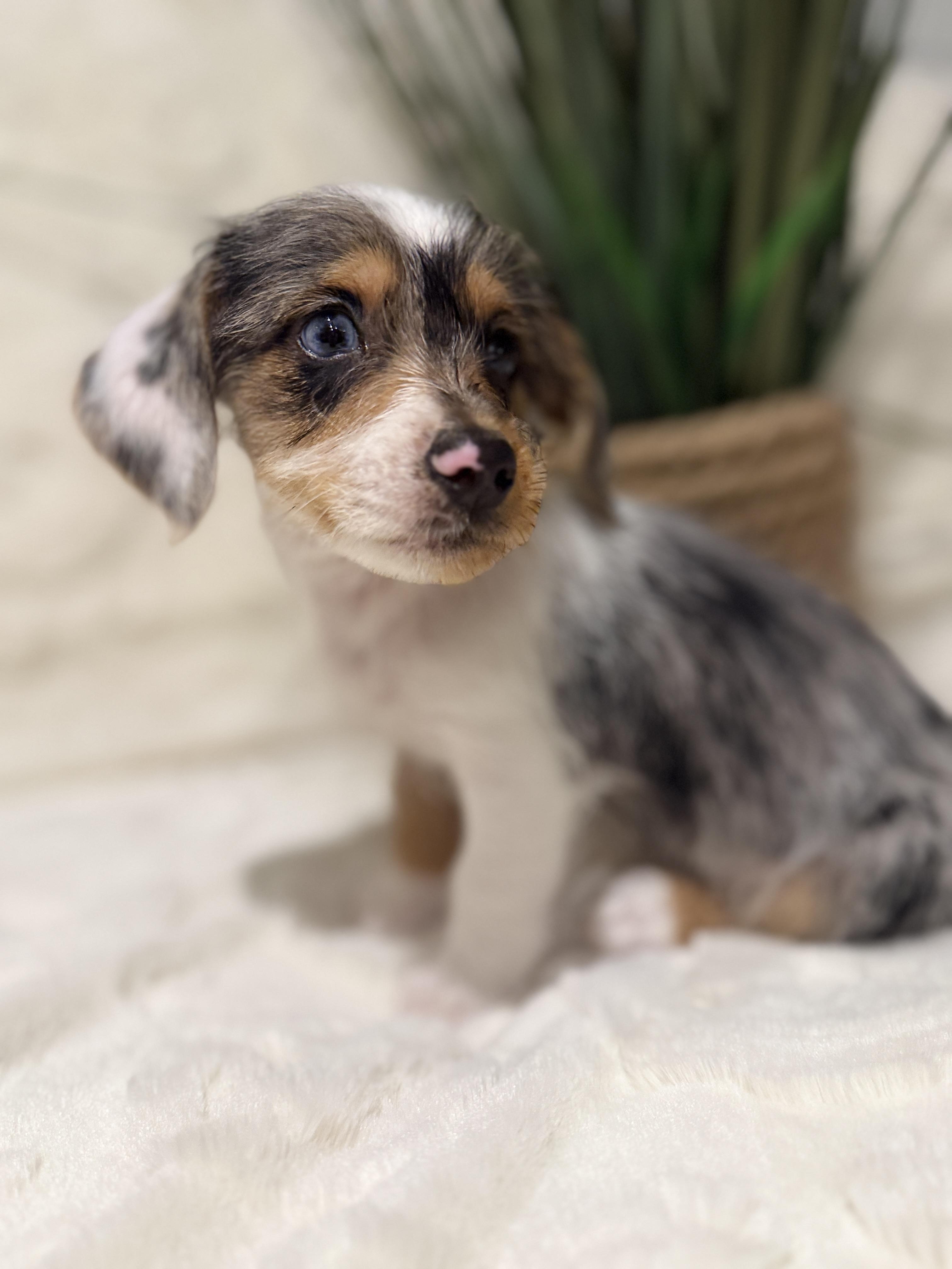 Enlarge Holly, an adopted mixed breed in Hales corners, WI image 1/3