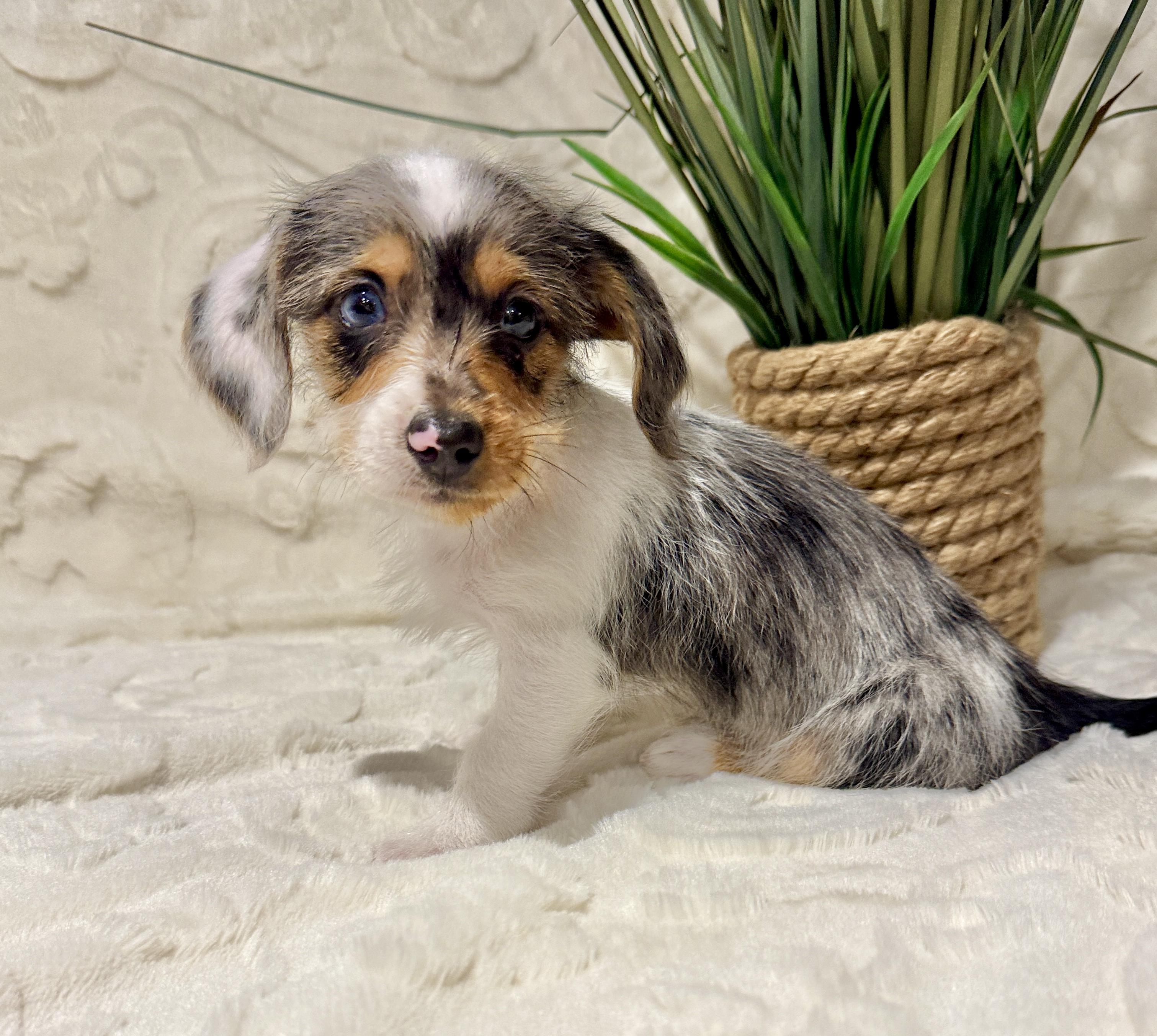 Enlarge Holly, an adopted mixed breed in Hales corners, WI image 2/3