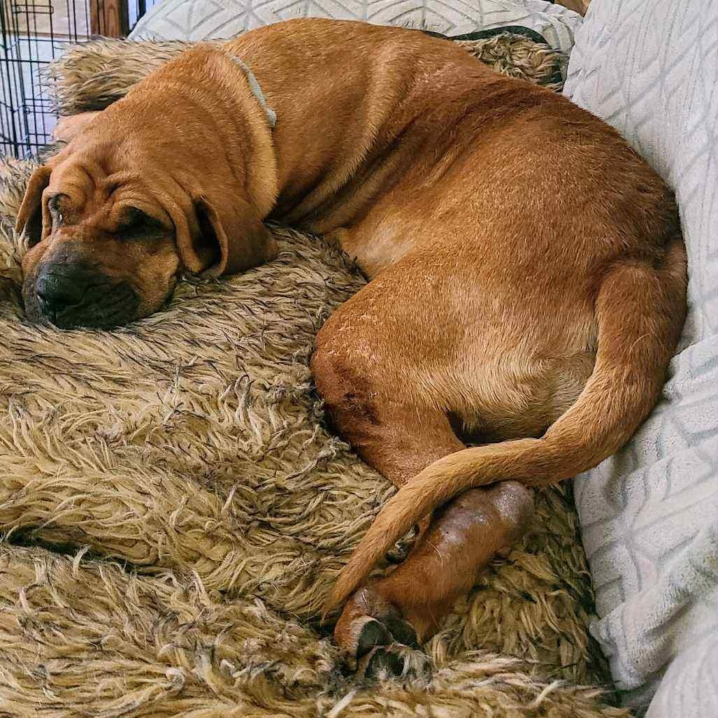 Darby