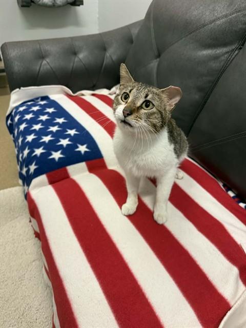 SMOKEY, Adoptable, Adult Male Domestic Short Hair.