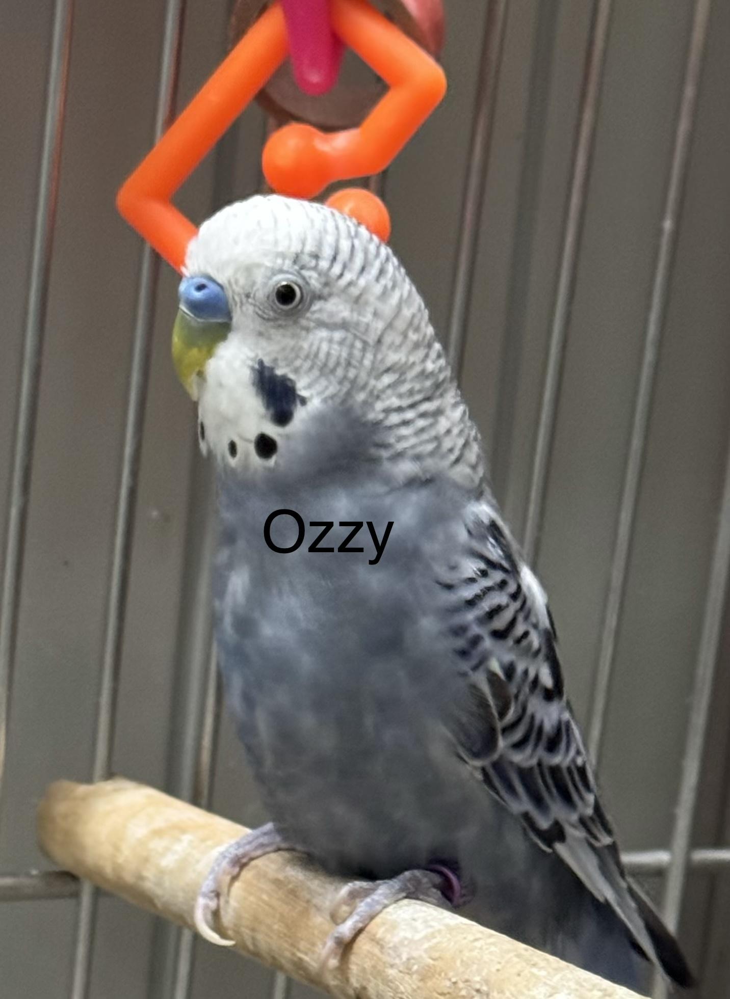 Enlarge Ozzy and Osbourne, a Adoptable Parakeet (Other) in Dartmouth, MA image 2/2
