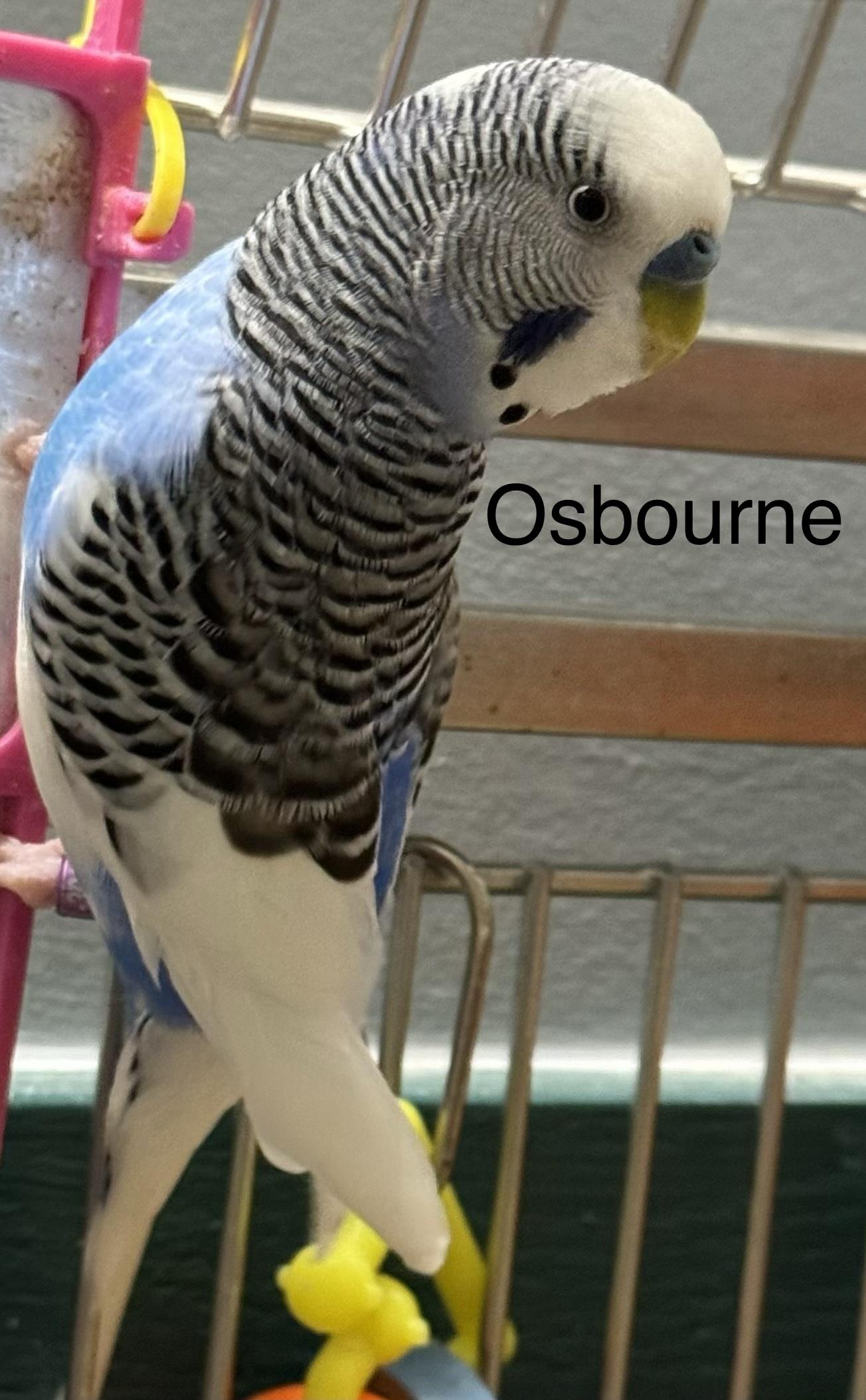 Ozzy and Osbourne, Adoptable, Adult Unknown Parakeet (Other).