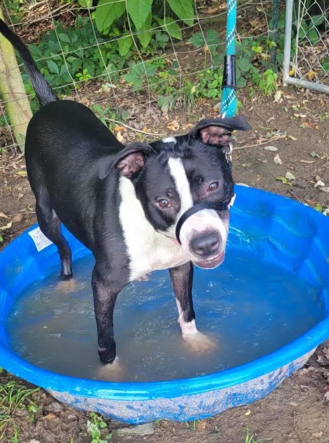 Banksy, Adoptable, Young Male Mixed Breed.