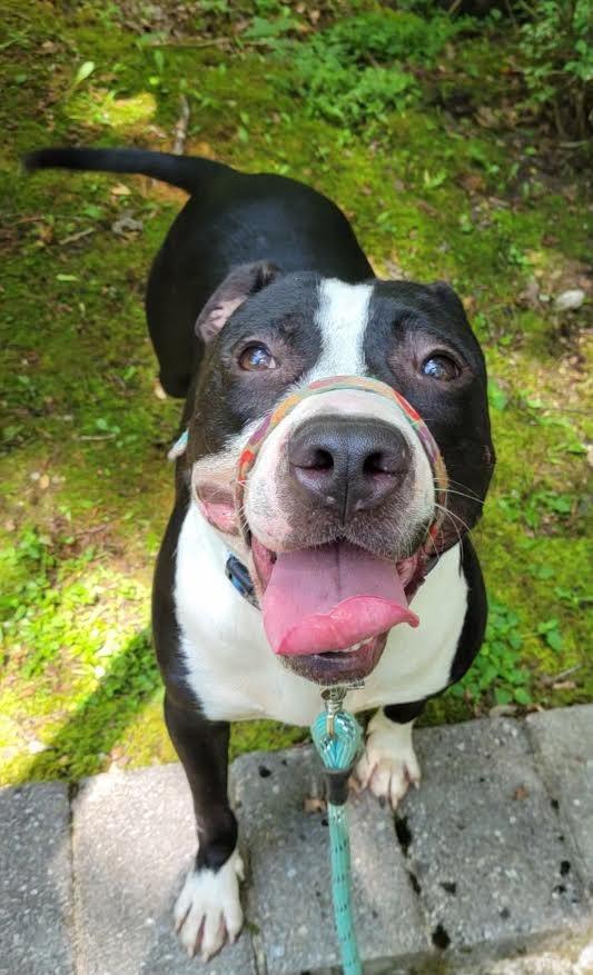 Banksy, a Adoptable mixed breed in Crossville, TN image 1/6