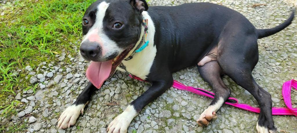 Enlarge Banksy, a Adoptable mixed breed in Crossville, TN image 3/6