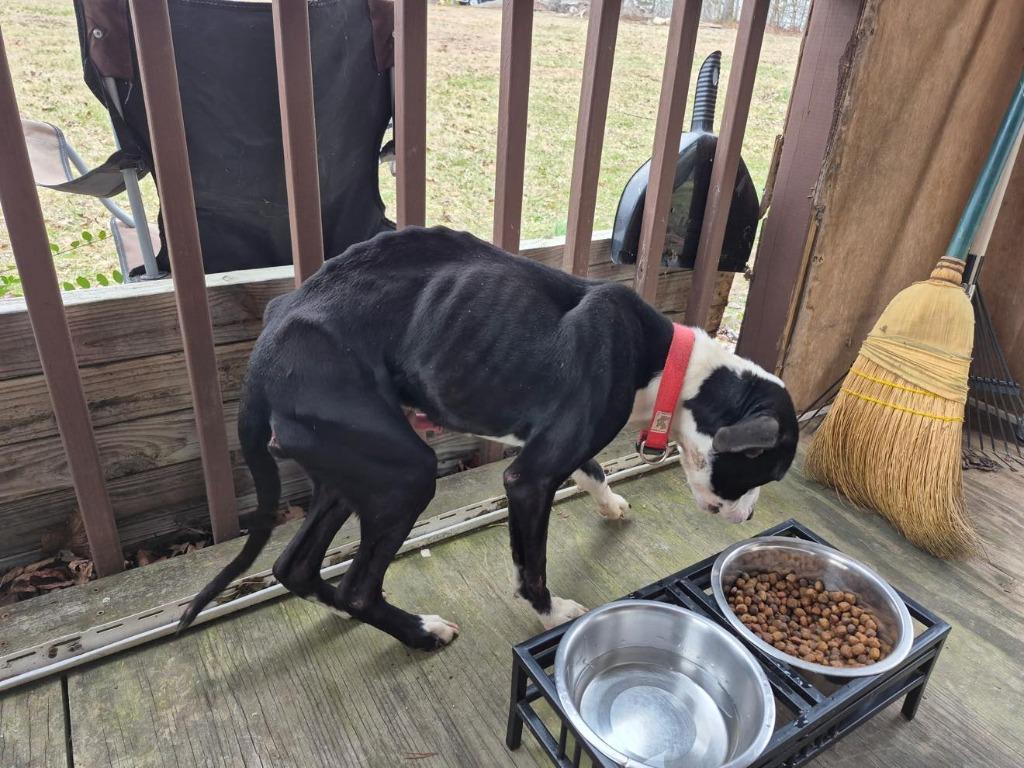 Enlarge Banksy, a Adoptable mixed breed in Crossville, TN image 4/6