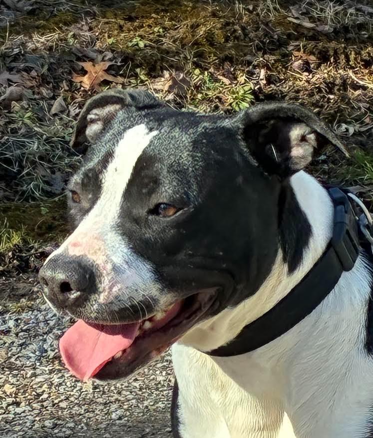 Enlarge Banksy, a Adoptable mixed breed in Crossville, TN image 2/6