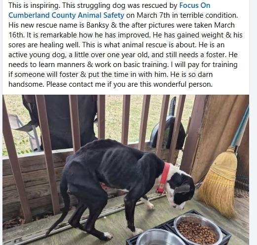 Banksy, a Adoptable mixed breed in Crossville, TN image 2/6