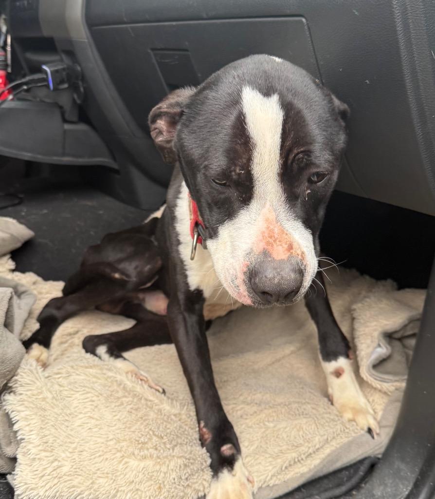 Banksy, a Adoptable mixed breed in Crossville, TN image 4/6