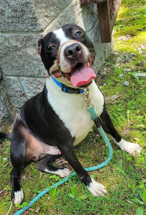 Enlarge Banksy, a Adoptable mixed breed in Crossville, TN image 4/6