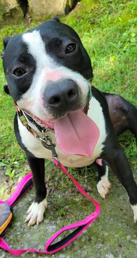Enlarge Banksy, a Adoptable mixed breed in Crossville, TN image 6/6
