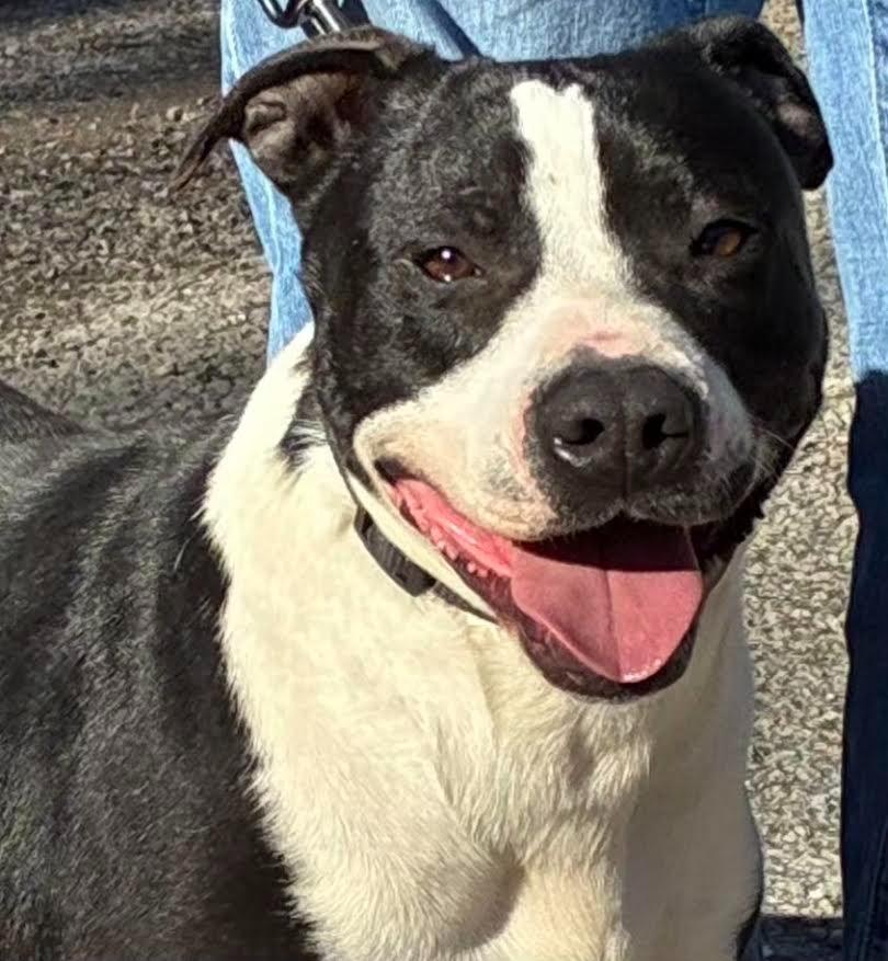 Enlarge Banksy, a Adoptable mixed breed in Crossville, TN image 4/6