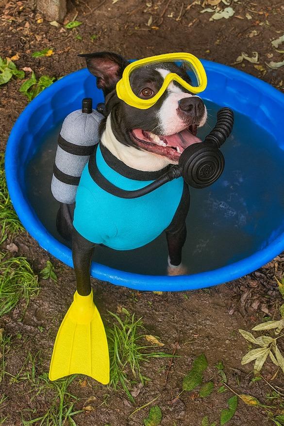 Banksy, a Adoptable mixed breed in Crossville, TN image 6/6