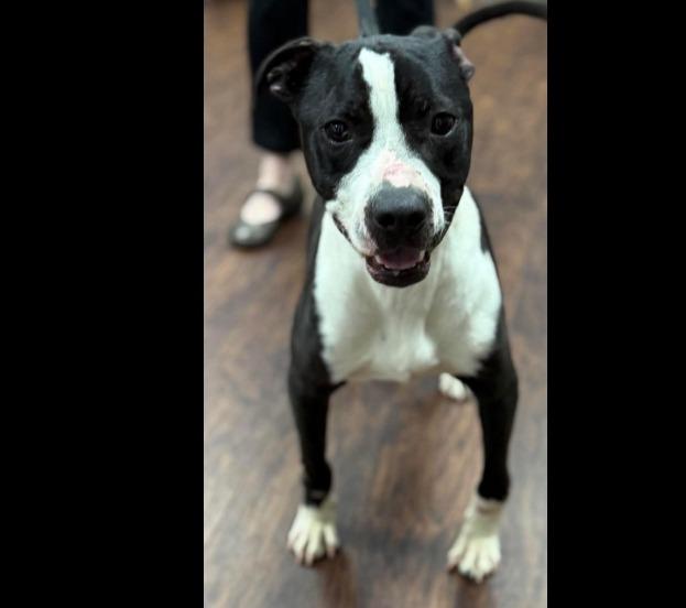 Banksy, a Adoptable mixed breed in Crossville, TN image 6/6