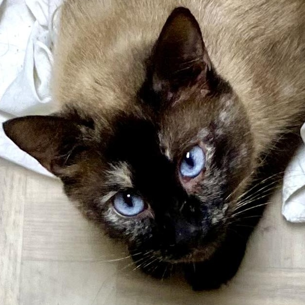 Blue Evergreen, adopted, Adult Female Siamese.