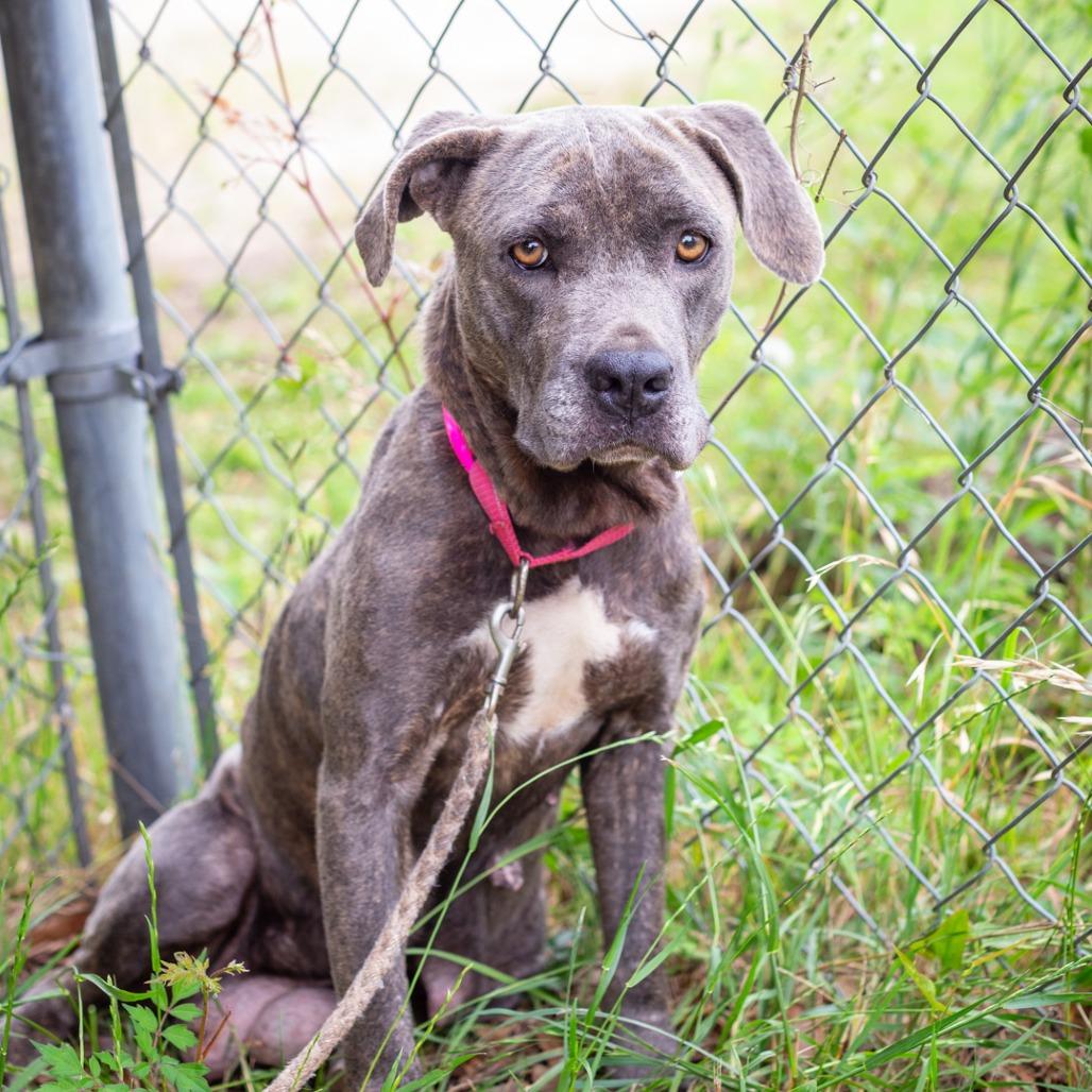 Enlarge Aurora, a Adoptable mixed breed in Hattiesburg, MS image 1/5