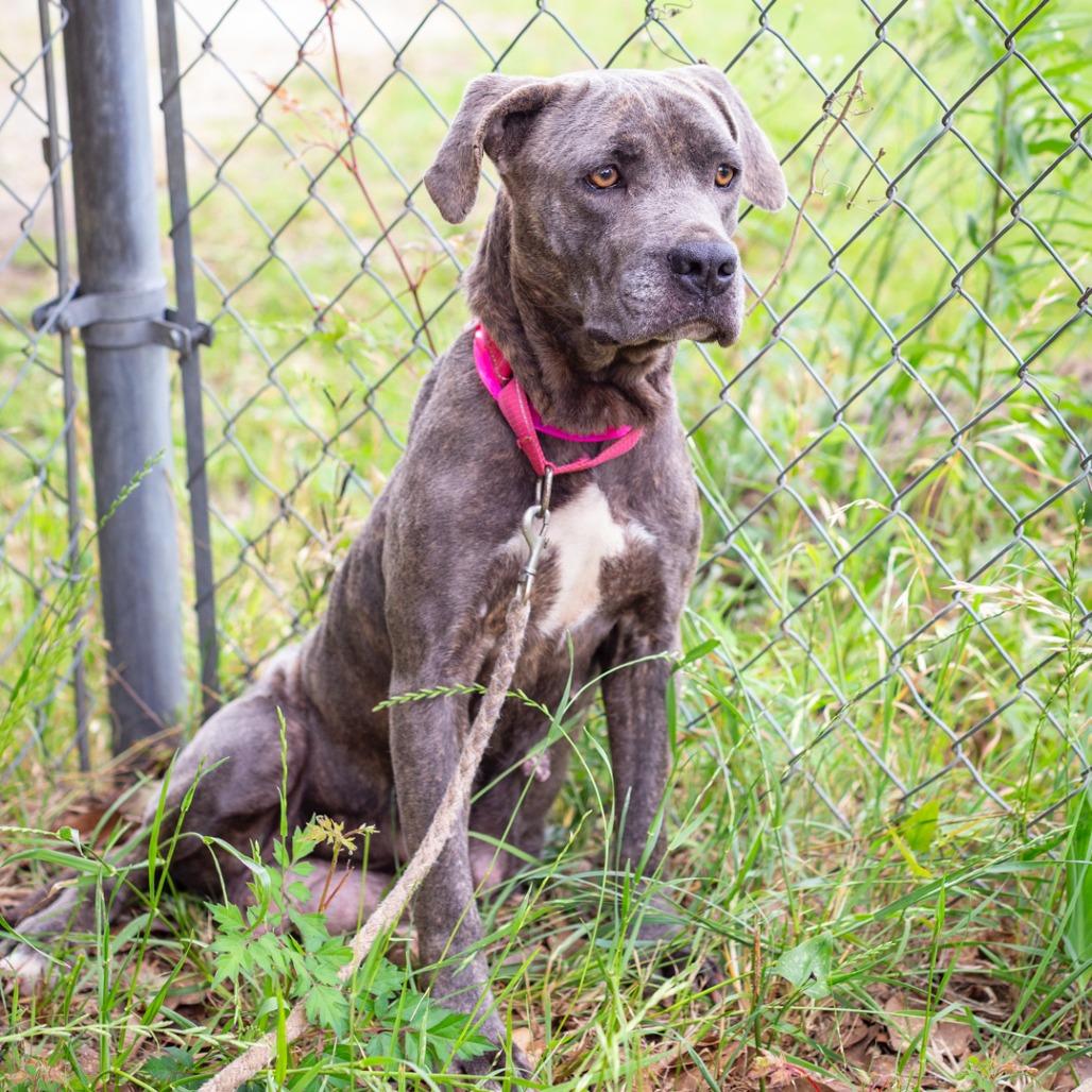Enlarge Aurora, a Adoptable mixed breed in Hattiesburg, MS image 2/5