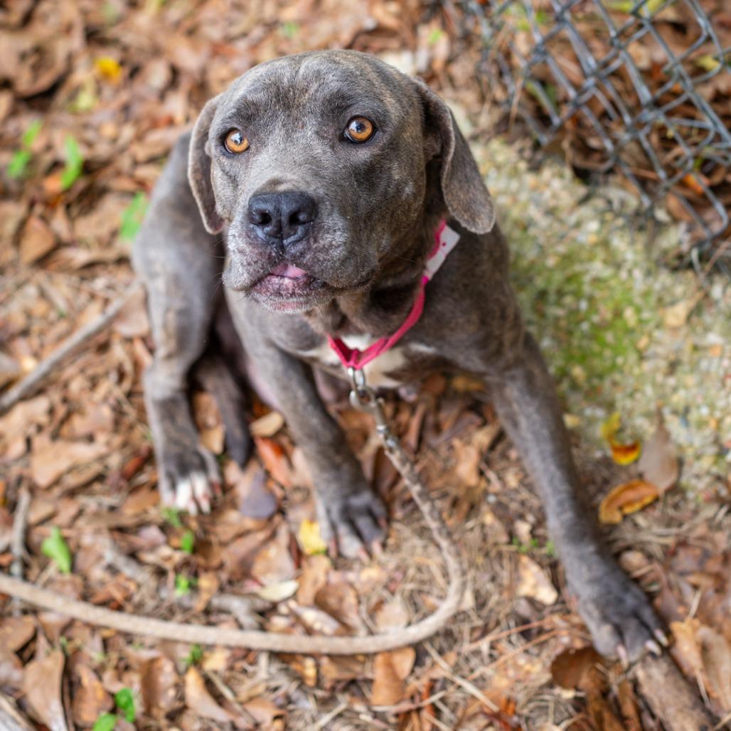 Enlarge Aurora, a Adoptable mixed breed in Hattiesburg, MS image 3/5