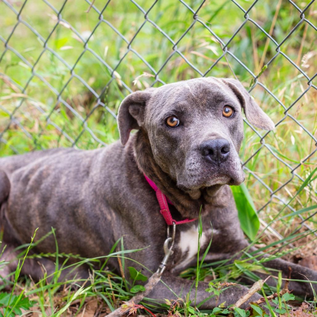 Enlarge Aurora, a Adoptable mixed breed in Hattiesburg, MS image 4/5