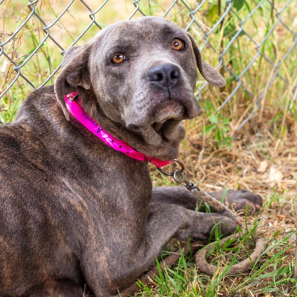 Enlarge Aurora, a Adoptable mixed breed in Hattiesburg, MS image 5/5