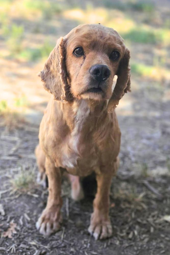 Calvin, Adoptable, Adult Male Cocker Spaniel.