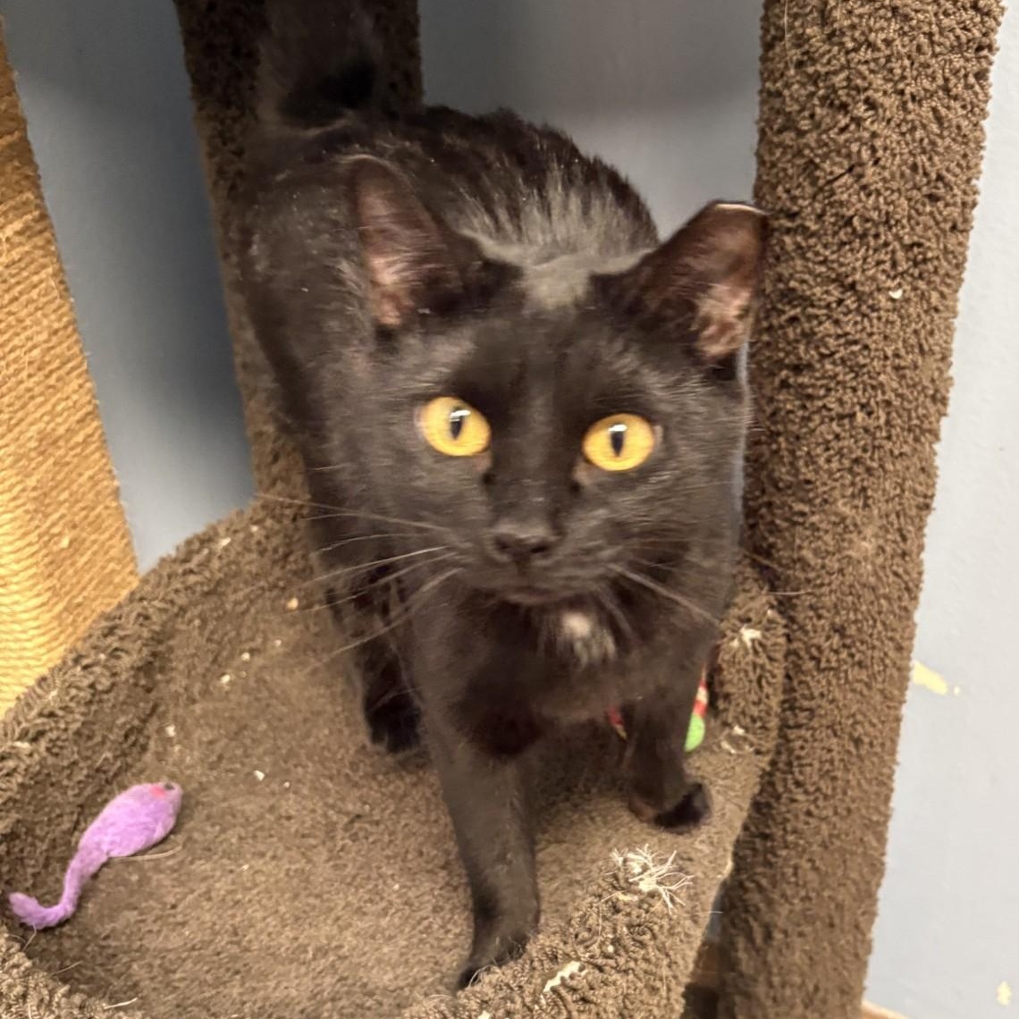 Goji, adopted, Young Female Domestic Short Hair.