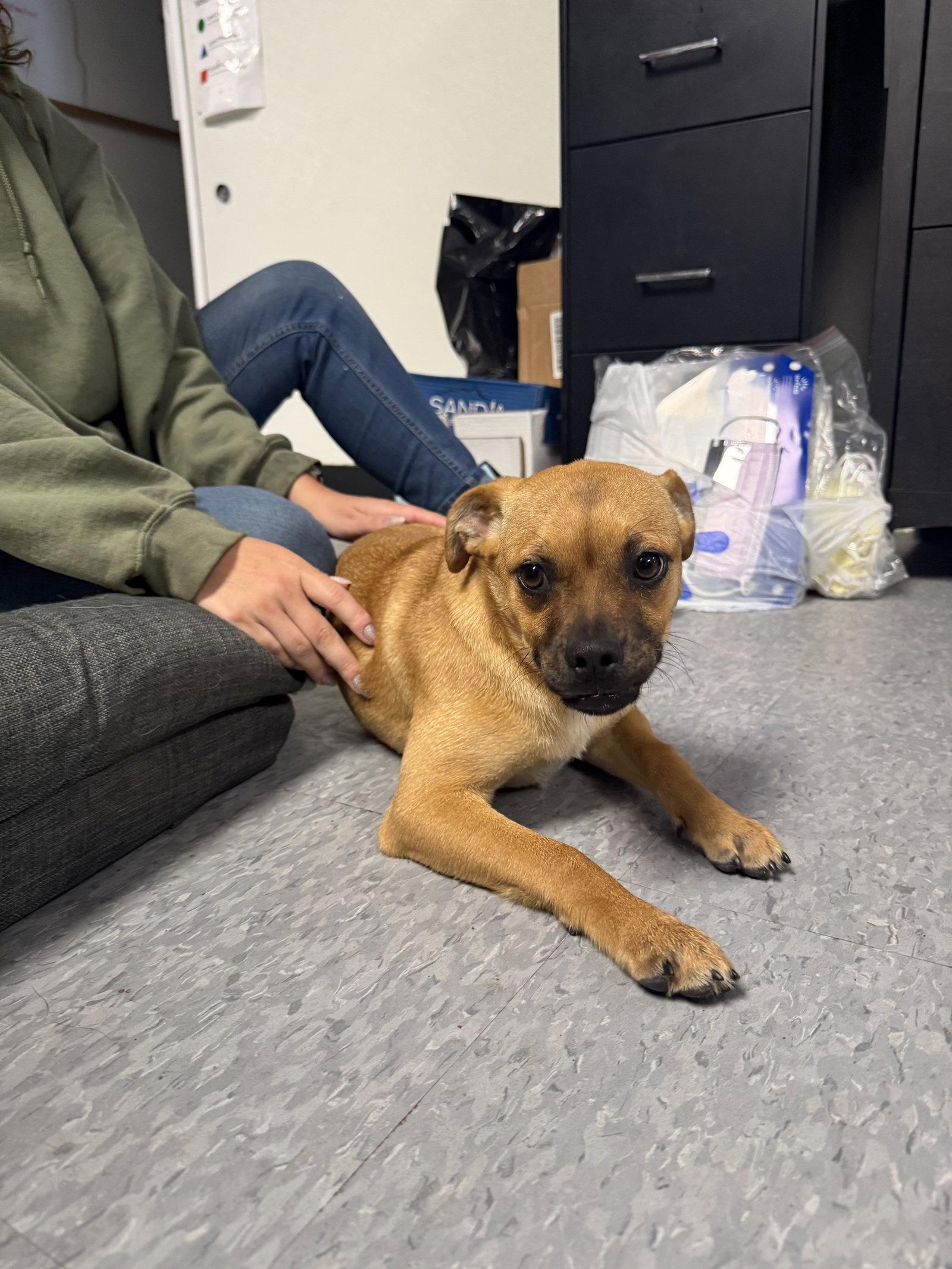 Skittles, Adoptable, Young Female Pug.