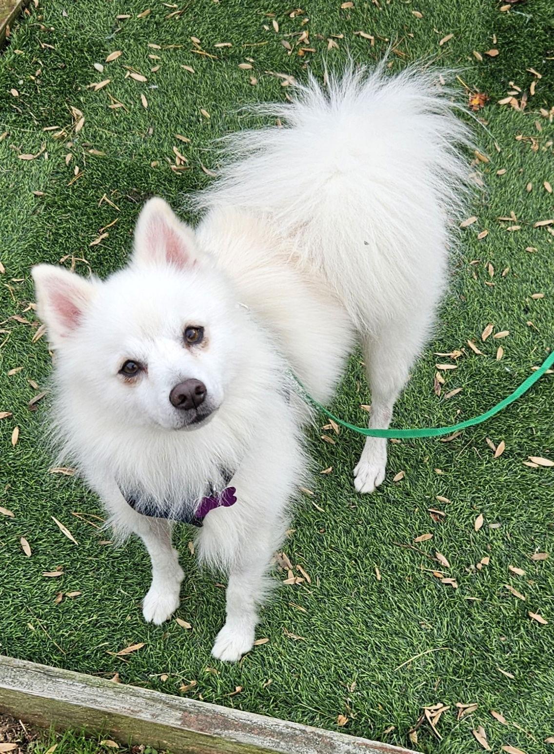 Kiwi of PA, Adopted, Young Male American Eskimo Dog.