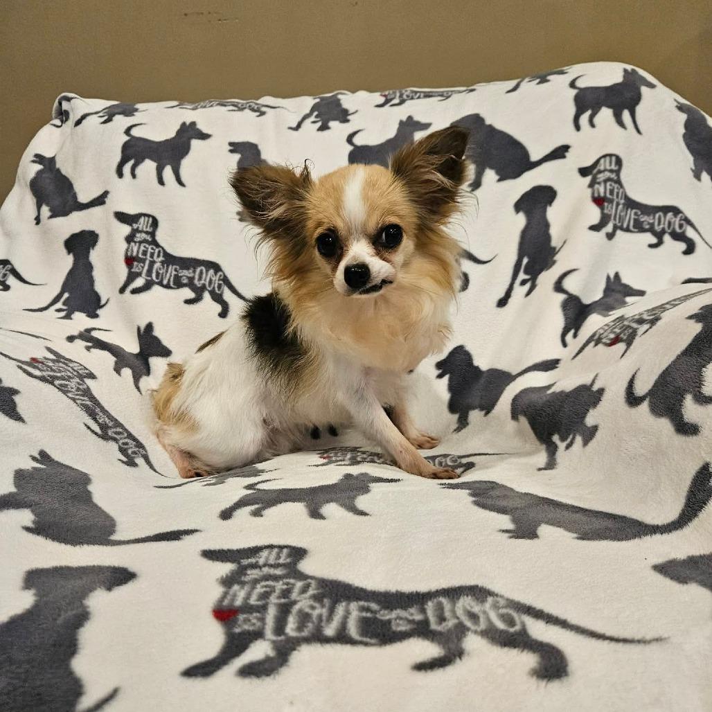 Mojito, Adoptable, Adult Female Papillon.