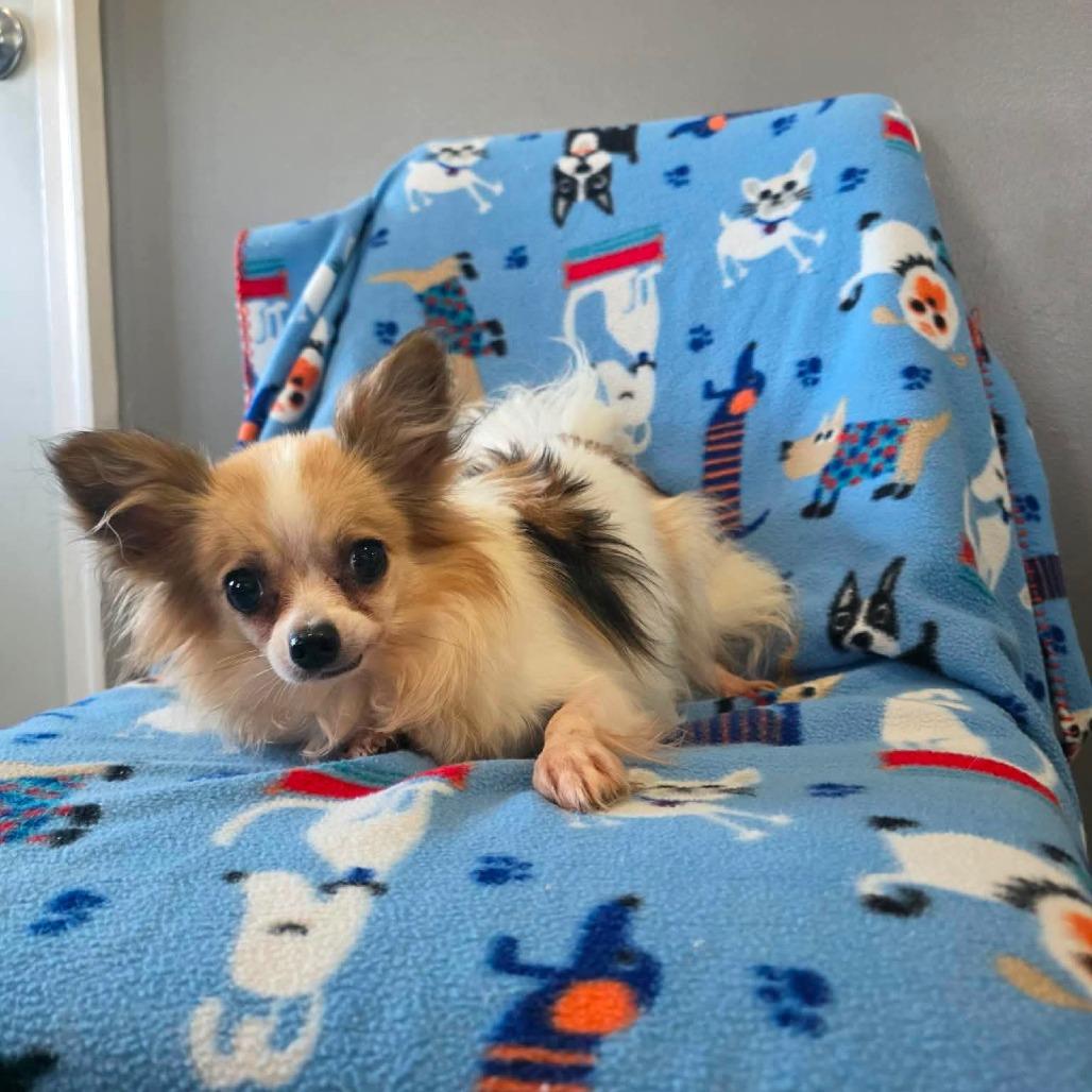 Mojito, a Adoptable Papillon in Jackson, MO image 1/3