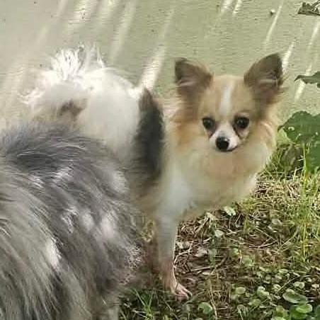 Mojito, a Adoptable Papillon in Jackson, MO image 2/3