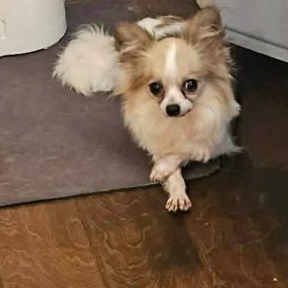 Mojito, a Adoptable Papillon in Jackson, MO image 3/3