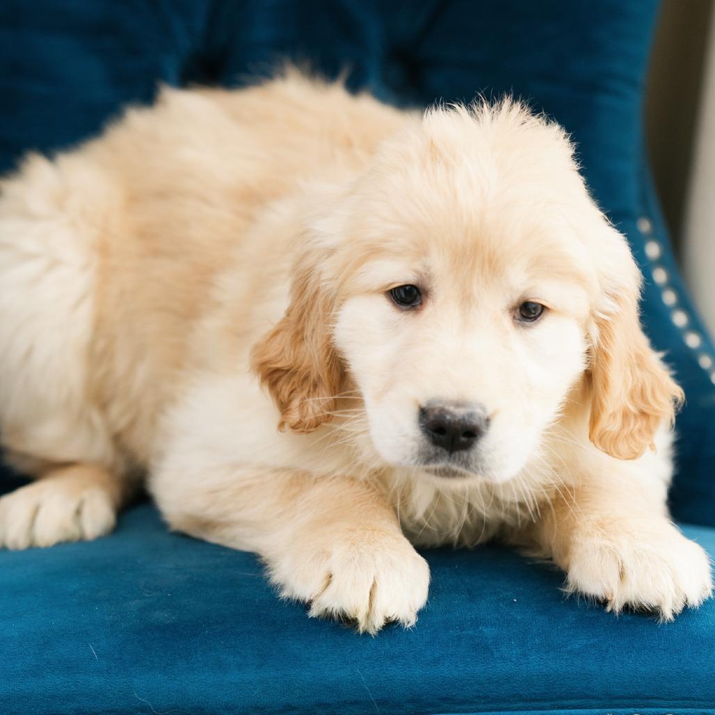 Enlarge Sonoma , a ADOPTABLE Golden Retriever in Zionsville, IN image 1/1