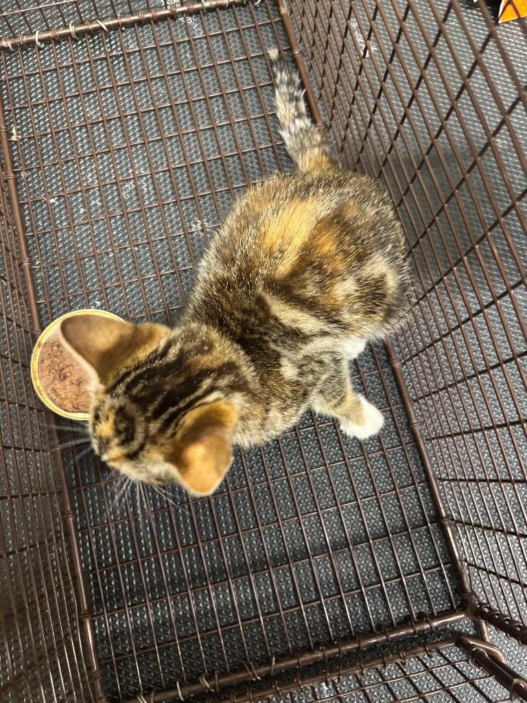 Ryze, Adoptable, Kitten Female Domestic Short Hair.