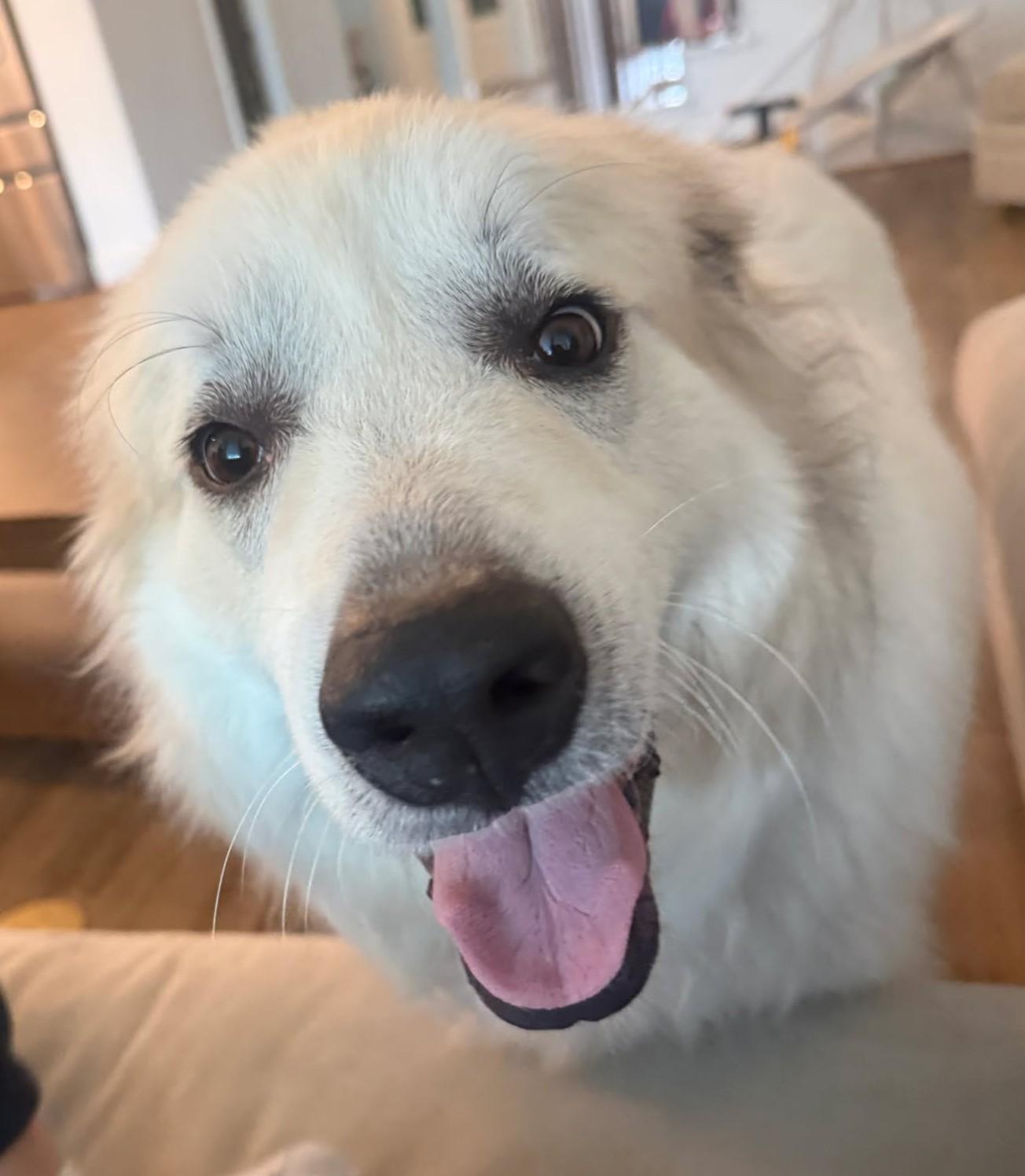 Enlarge Amadeus, a Adoptable Great Pyrenees in Cypress, TX image 1/6