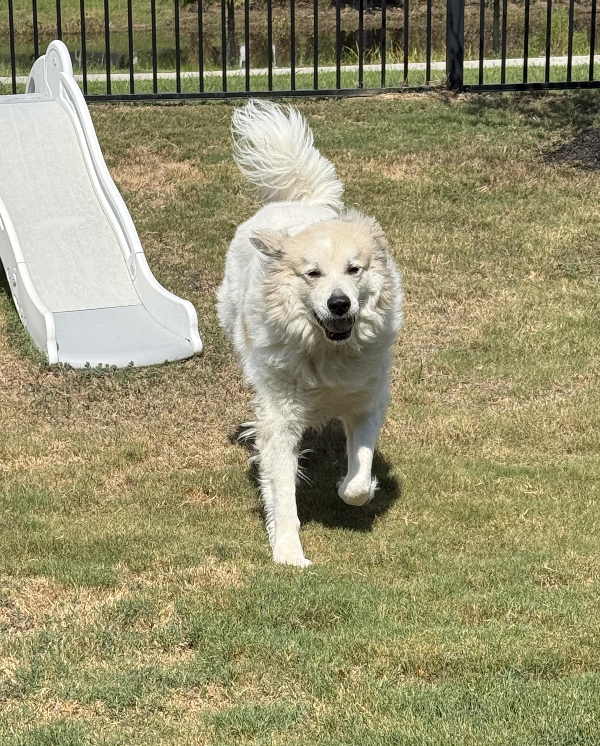 Enlarge Amadeus, a Adoptable Great Pyrenees in Cypress, TX image 2/6